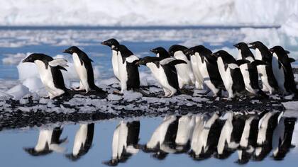 Los pingüinos adelaida serán algunos de los beneficiados