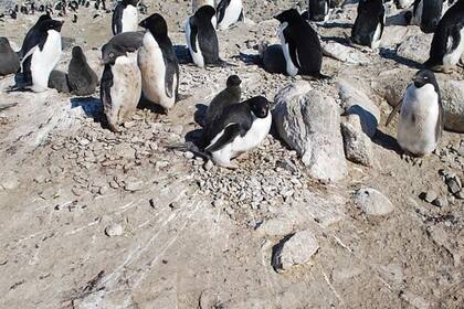 Los pingüinos de Adelia abandonaron ese sector del Cabo Irizar hace 800 años, a causa de la intensidad de las nevadas