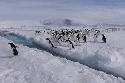 Los pingüinos de Adelia, con su cabeza completamente negra, son una de las aves más numerosas que habitan los mares australes