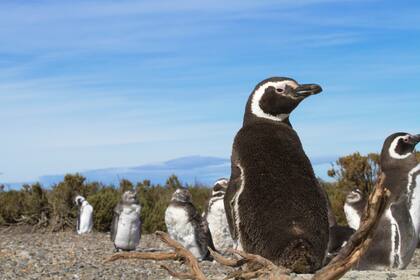 Los pingüinos de Cabo Vírgenes