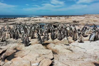Los pingüinos de Magallanes formaron en el parque su colonia más septentrional en todo el mundo. Conviven con choiques, que aparecen ocasionalmente, y flamencos.

