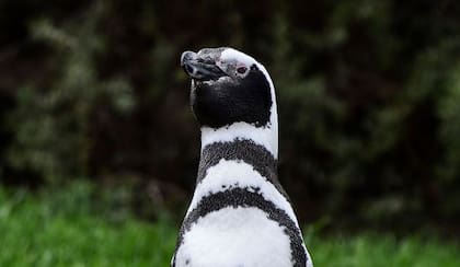 Los pingüinos de Magallanes migran cada año desde la Patagonia hacia aguas más templadas