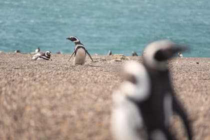 Los pingüinos llegan a la orilla para lanzarse al mar en busca de alimentos