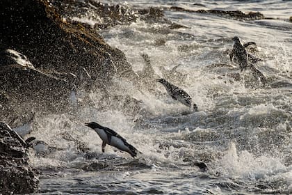 Los pingüinos de penacho amarillo arriesgan su vida al menos dos veces al día: cuando nadan desde la Isla para alimentarse y cuando regresan a tierra para descansar. Ambos viajes requieren nadar junto a lobos marinos hambrientos, para minimizar sus posibilidades de ser atrapados se lanzan como cohet