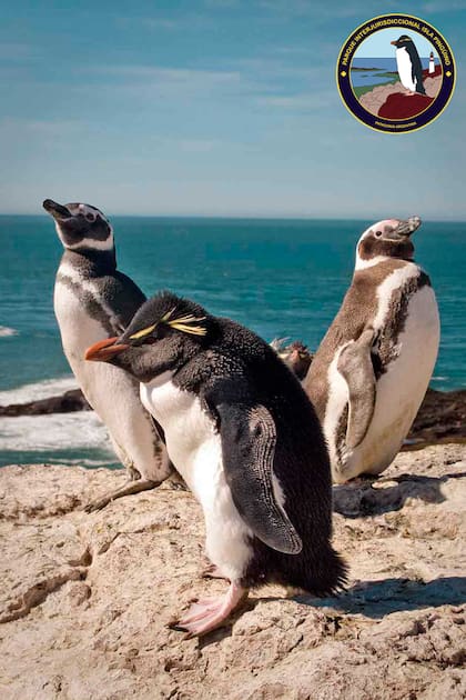 Los Pingüinos de Penacho Amarillo conviven en Isla Pingüino con los magallánicos, que son una colonia mucho más grande.