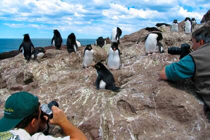 Los pingüinos de penacho amarillo, que miden poco más de 50 cm, son los protagonistas de la Isla Pingüino