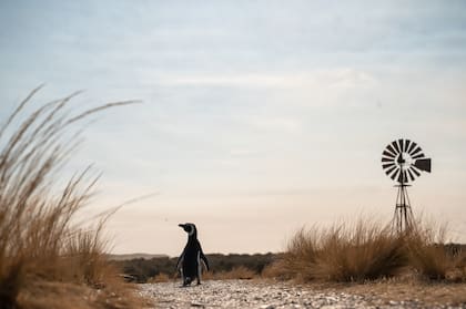Los pinguinos están en un sector de la estancia