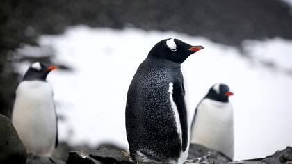 Los pingüinos, protegidos en la reserva de la Isla 25 de Mayo