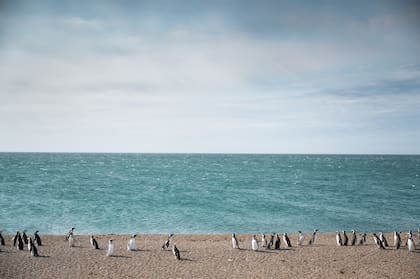 Los pingüinos se acercan al mar para comer