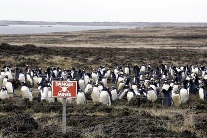 Los pingüinos son demasiado livianos y por esa razón no corren riesgo con las minas personales