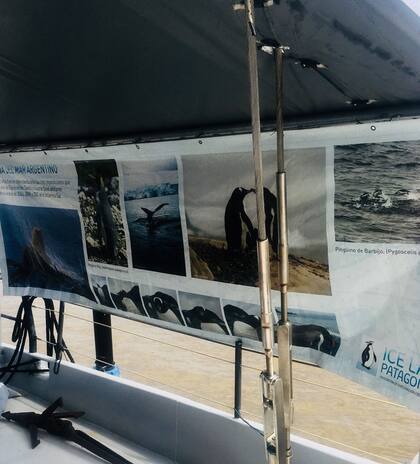 Los pingüinos son parte de la muestra