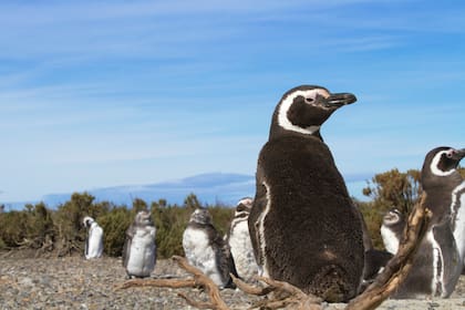 Los pingüinos son parte del paisaje