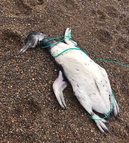 Los pingüinos tenían signos de ahorcamiento mediante sogas de nylon