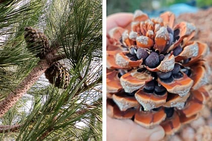 Los piñones son las semillas comestibles de los pinos, que se encuentran protegidos dentro de las piñas