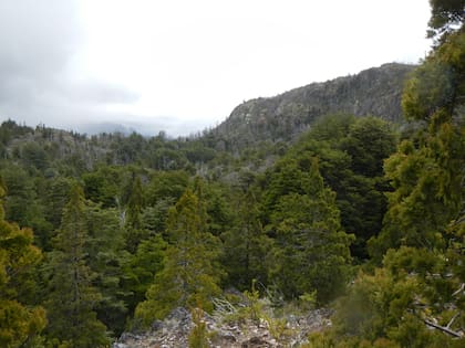Los pinos exóticos se volvieron un problema ecológico en Puerto Patriada