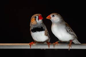 Los pájaros cantores comparten patrones del habla con los humanos