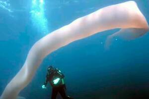 Los pirosomas son enormemente importantes para el ecosistema marino y muy abundantes en aguas tropicales