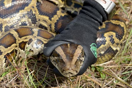 Los pitones depredan más de 85 especies nativas, que incluyen ciervos, linces rojos, zorros, conejos, aves y reptiles
