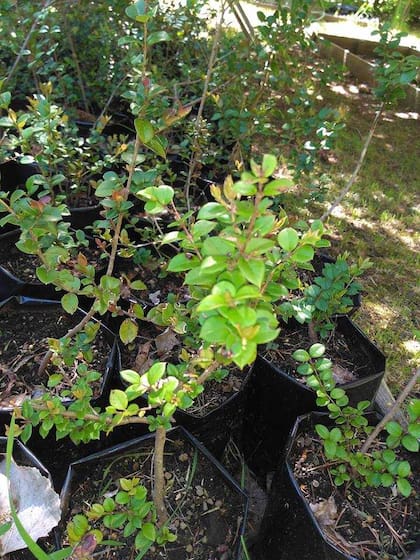 Los plantines de arrayanes