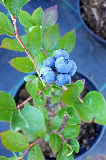 Los plantines de arándanos que se consiguen en los viveros se multiplicaron por cultivo in vitro o por estaca leñosa