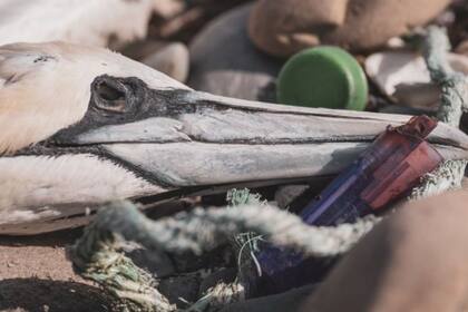 Los plásticos duros son particularmente problemáticos para las aves marinas. Crédito: BBC Mundo