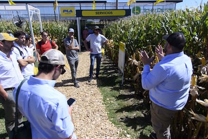 Los plots de los semilleros, a pleno