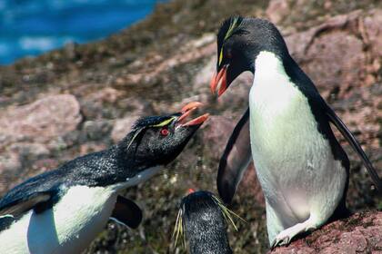 Los población de los penachos se estima en varios millones de individuos