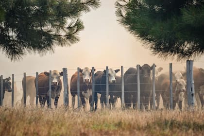 Los pobladores de Cholila buscan resguardar sus vacas