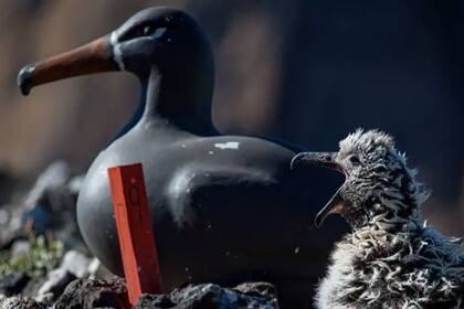Los pollitos nacidos en Hawi son criados en una colonia artificial con seuelos y reproductores de sonidos de albatros.