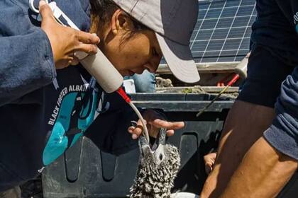 Los pollitos translocados luego de nacer en Hawi no pueden ser criados por padres adoptivos y son alimentados por los cientficos.