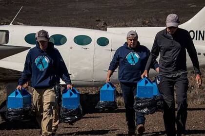 Los pollitos ya nacidos en Hawi son transportados en cajas. El estrs del viaje puede ser fatal.