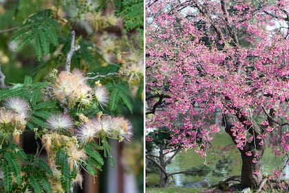 Los pompones rosados de la Albizia julibrissin (izq) tienen un aroma delicado que sólo se percibe de cerca. Las flores amariposadas del Árbol del amor (Cercis siliquastrum), a veces aparecen sobre los troncos y son color rosa fuerte (der)
