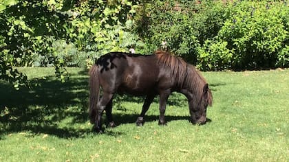 Los ponies Falabella en el criadero de Evaristo