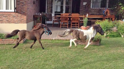 Los ponies Falabella en el criadero de Evaristo