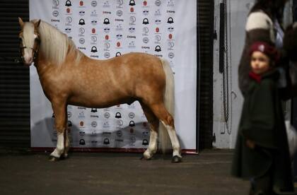 Los ponys, atracción en la muestra