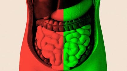 Los posbióticos son compuestos derivados de bacterias beneficiosas que actúan sobre la microbiota intestinal