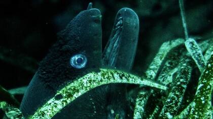 Los prados de posidonia son un hábitat fértil para la vida oceánica