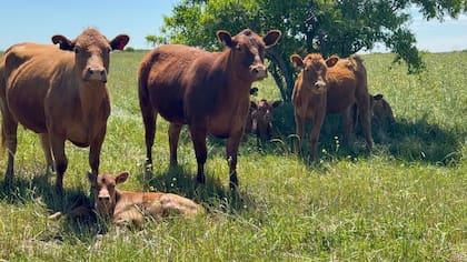 Los precios actuales de la hacienda son muy buenos con relación al pasado