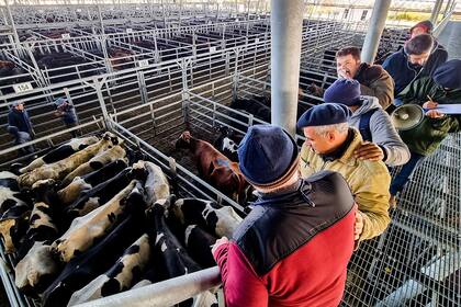 Los precios corrientes para las vacas buenas, aptas para cortes y carnicería, oscilaron de 1300 a 1500 pesos por kilo