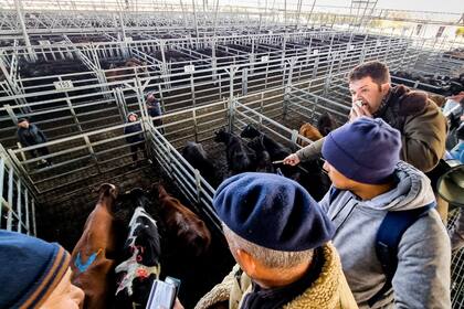 Los precios corrientes para las vacas buenas, aptas para cortes y carnicería, oscilaron de 1200 a 1300 pesos por kilo