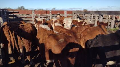 Los precios de la ganadería están retrasados ante la inflación