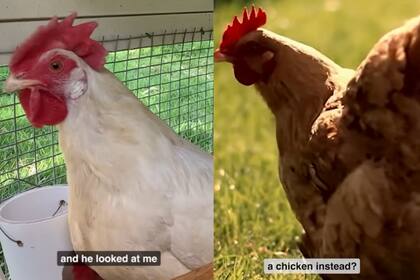 Los precios de los huevos aumentaron un 350% en ese país