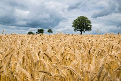 Los precios del trigo se dispararon luego de la invasión de Rusia a Ucrania. Ambos países representan casi el 30% de las ventas globales del cereal