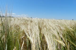 Los precios europeos de la cebada suben mientras compradores persiguen suministros