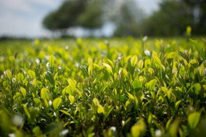 Los precios internacionales por el té están entre US$1,70 por kilo y US$0,70, según los productos