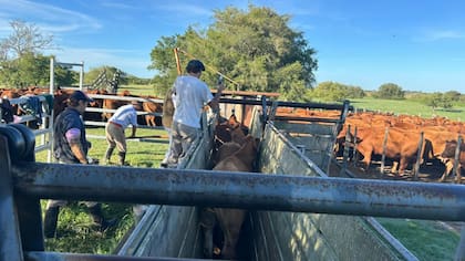 Los préstamos contemplan capital de trabajo asociado a las inversiones, que puede representar hasta un 20% adicional, destinado a pasturas, fertilización del campo y tecnologías de forraje