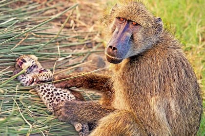 El futuro no es demasiado venturoso para el pequeño felino, que no sobrevivirá mucho tiempo lejos de su madre y de su camada