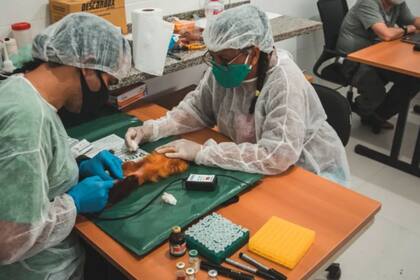 Los primates son sedados para hacerles un chequeo de salud y ponerles la vacuna