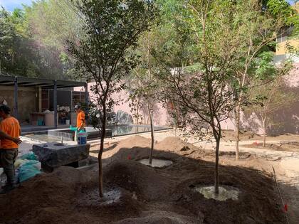 Los primeros árboles que recuperaron y plantaron en el terreno.