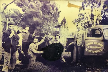 Los primeros cultivos del Vivero Antoniucci fueron dalias y peonías para corte, famosas entre los veraneantes de la Belle Époque marplatense.